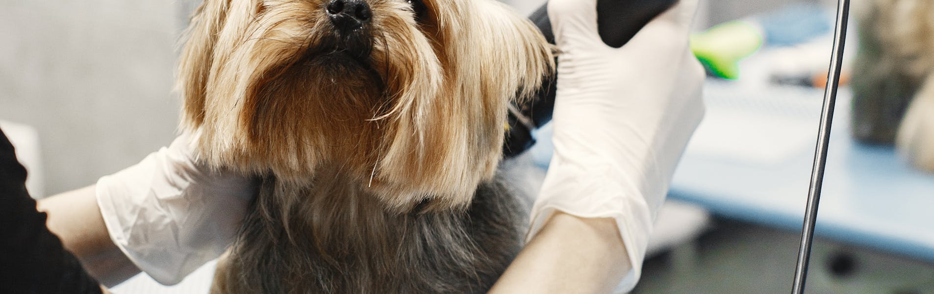 Câine consultat la cabinet veterinar